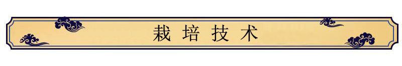 中藥材種植技術——肉桂